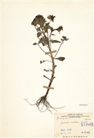 藏品(茅毛珍珠菜)的圖片